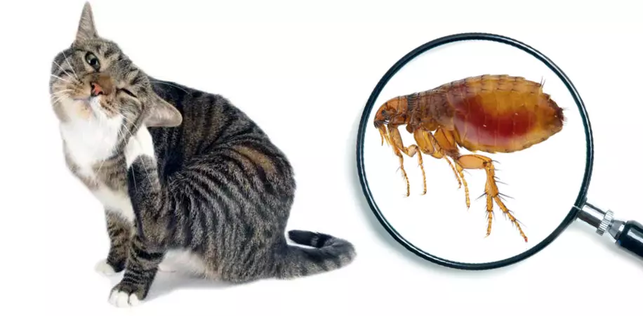 B8e1d31dc967270026edf1bd248656d2