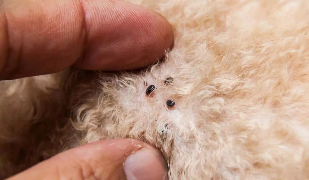 Bloshinydermatitukoshek3