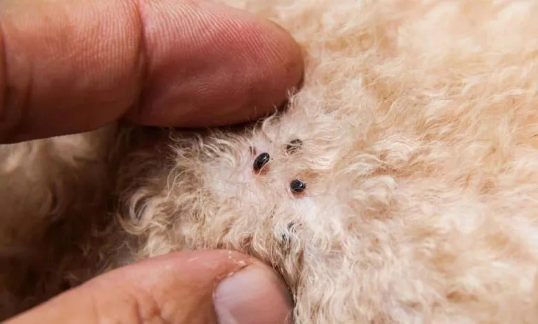 Bloshinydermatitukoshek3