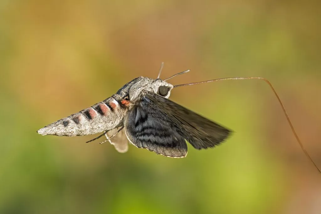 Convolvulus Hawk Moth Agrius Convolvuli
