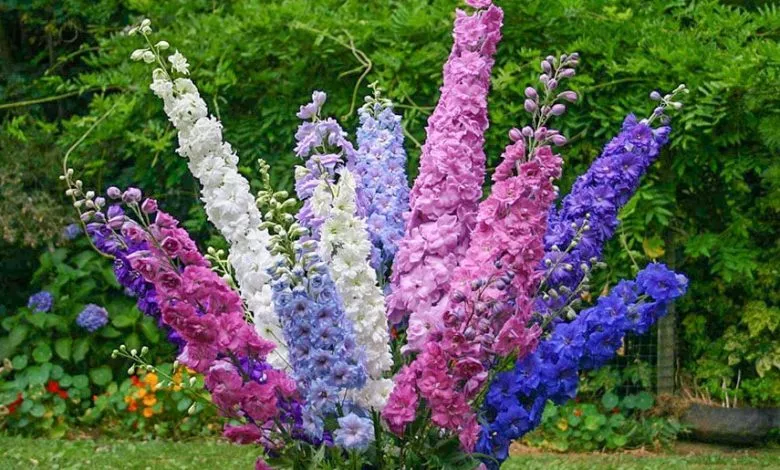 Delphinium 01