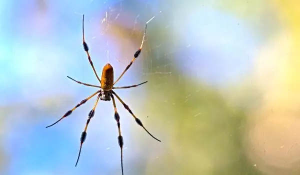 Foto Bananovyj Pauk V Amerike