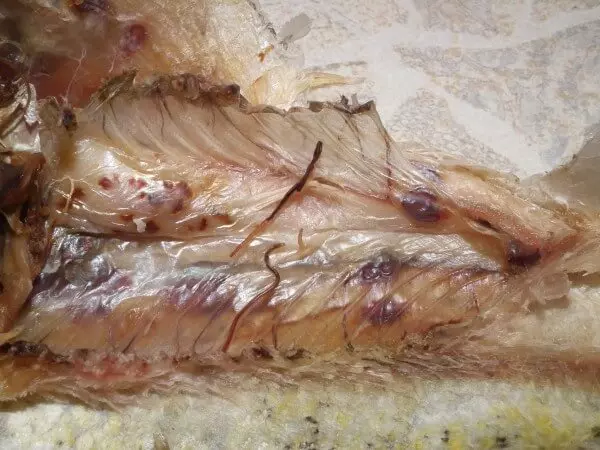 Gelminty V Rybe Opasnye I Bezopasnye Dlya Cheloveka9