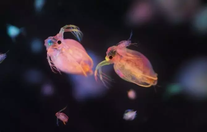 Obyknovennaya Dafniya