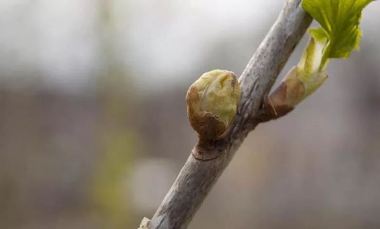 Pochky Smorodynы Kleshh