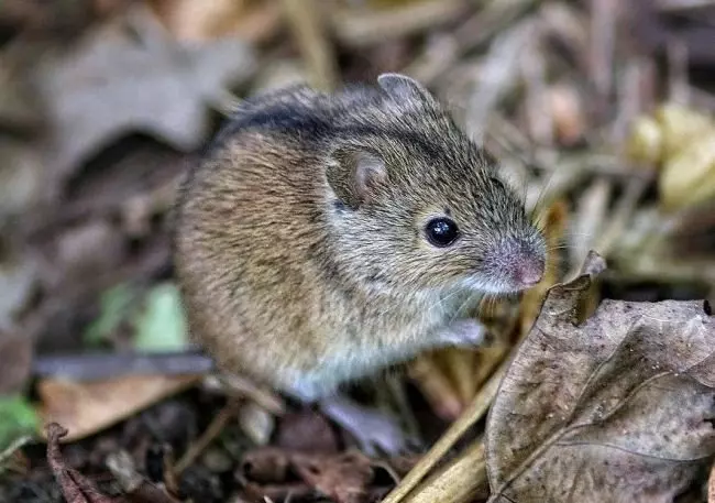 Polevaya Mysh Opisanie S Foto Chem Pitaetsya Chego Boyatsya