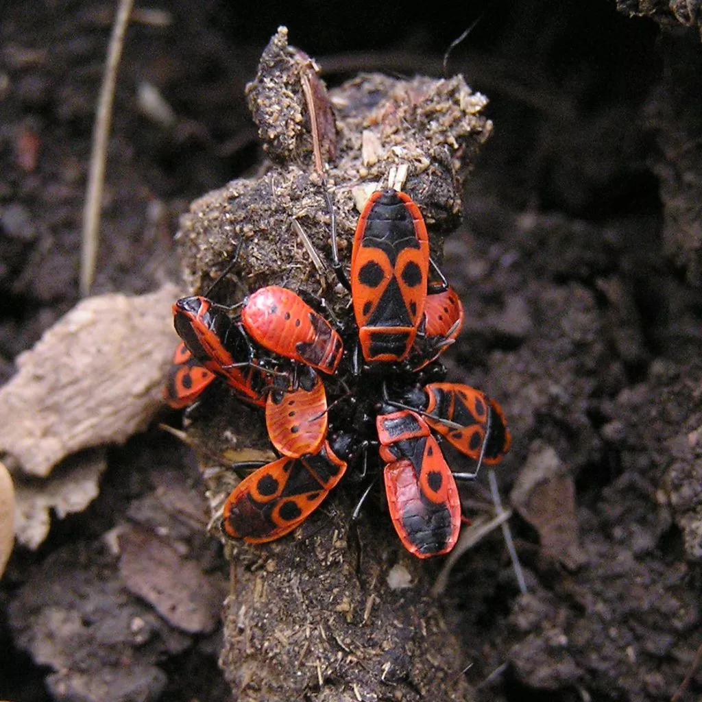 Pyrrhocoris Apterus 01