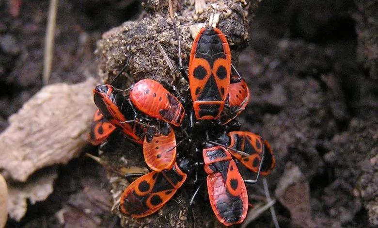 Pyrrhocoris Apterus 01