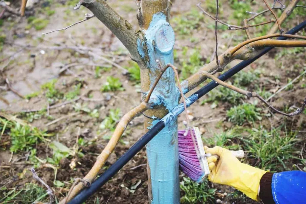 When And How To Use Copper Fungicide In Your Garden Fb