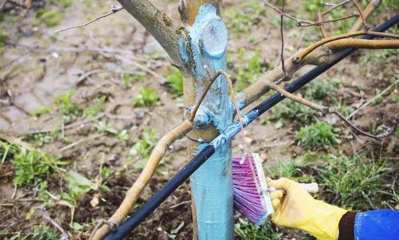 When And How To Use Copper Fungicide In Your Garden Fb