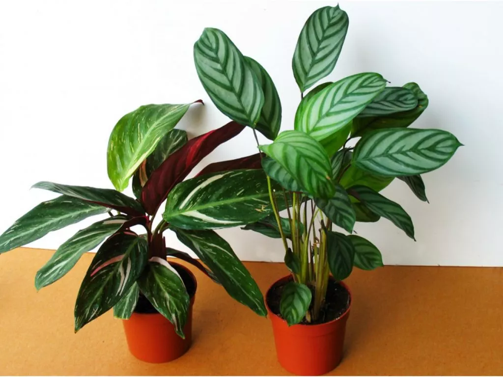 Calathea 12 50 22 1200x900 1