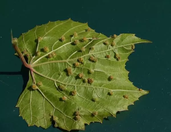 Vinogradna Filoksera