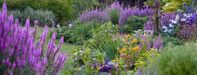 Fioletovi Kvity Dlia Kvitnyka I Sadu 770x297 1