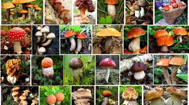 1657626094 F230e55f89d371c28a03 Large