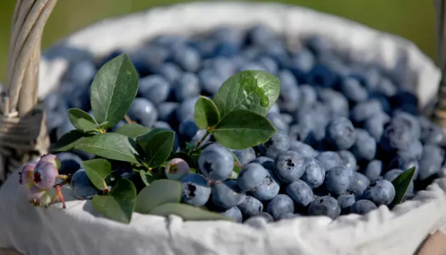 630 360 1557673967 239