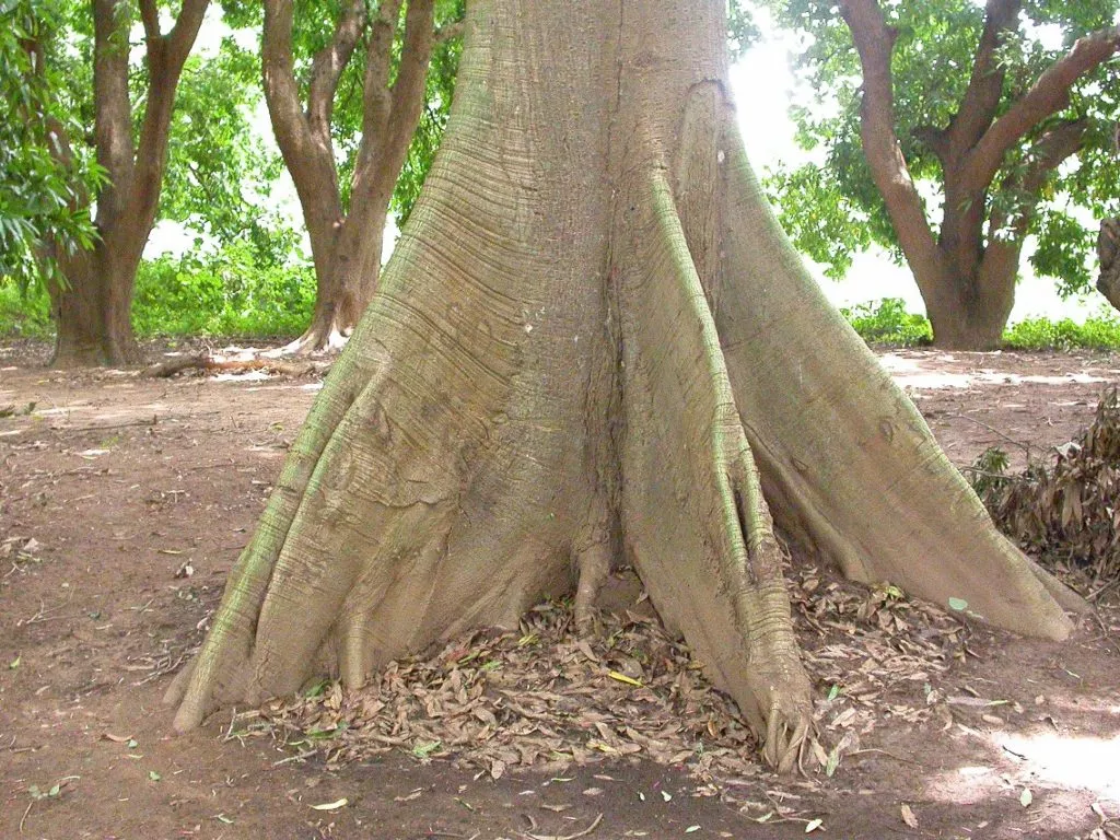Ceiba Pentandra Ms4104