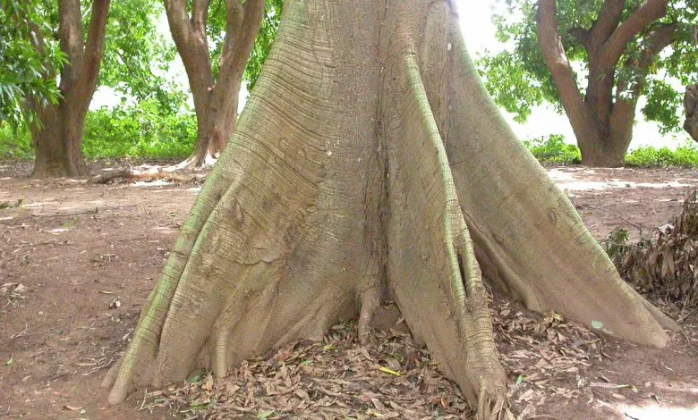 Ceiba Pentandra Ms4104
