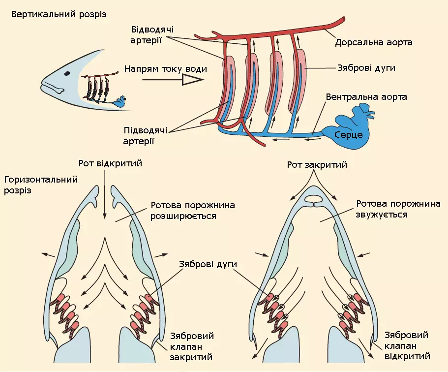 Fishgills1