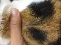 Images