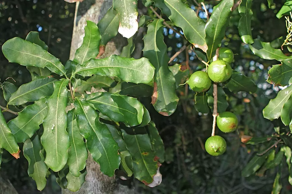 Proteaceae Macadamia Integrifolia Macadamia Nut 3