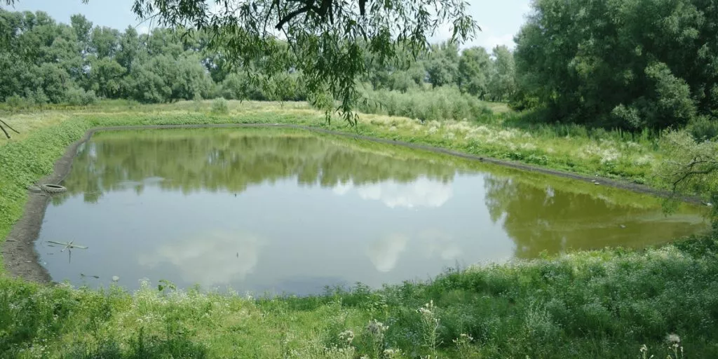 Stavok