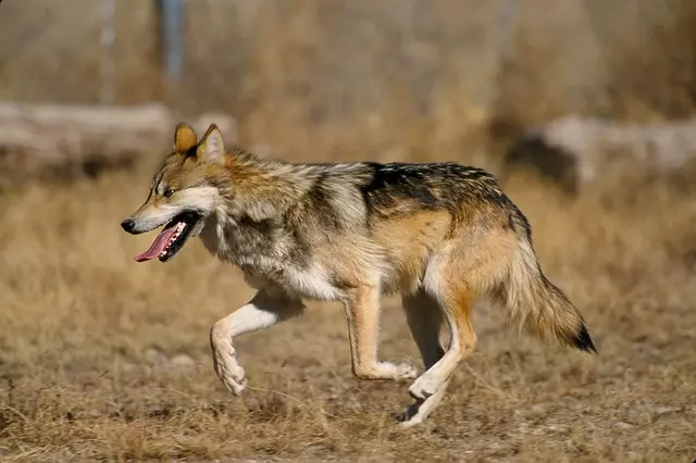 Canis Wolf Baileyi Lupus Mexican 121 62894