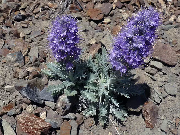 Phacelia3d Sericea