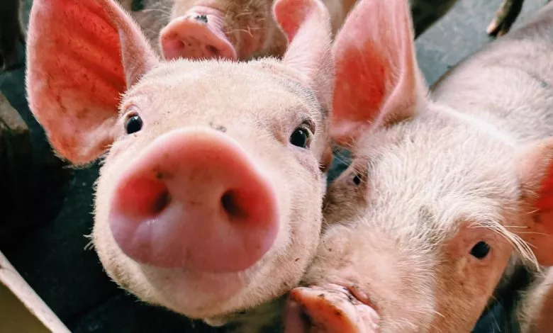 Vyznachennya Vagy Svynej Obmirom