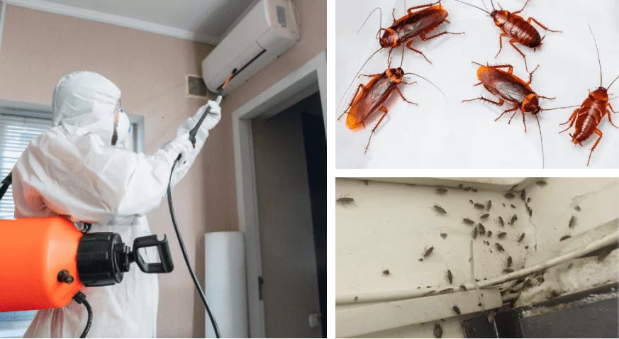 Unichtogenie Tarakanov V Odesse 1