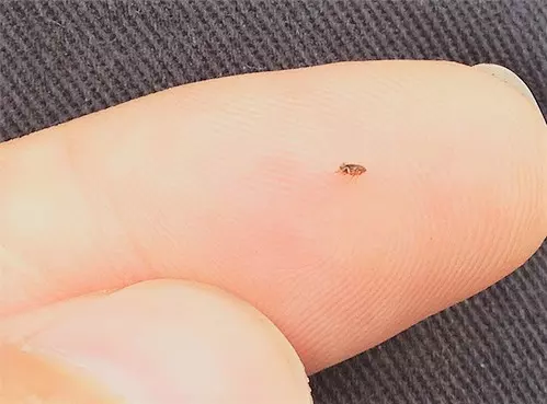 Kak Vyivesti Domashnih Bloh