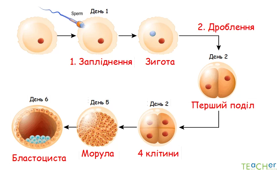 0800nbu9 7844 903x554 1