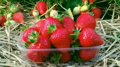 Alba Nf311 Sunicia Sadova Polunicia Klubnika Zemlianika Frigo Sadzhanci Kupiti 1