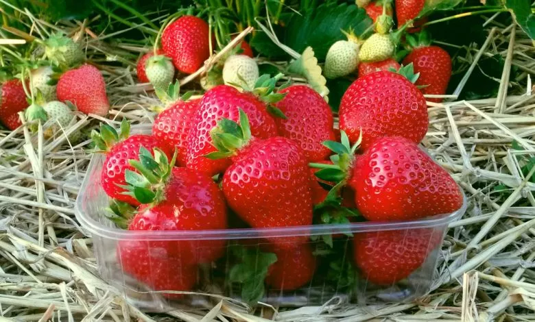 Alba Nf311 Sunicia Sadova Polunicia Klubnika Zemlianika Frigo Sadzhanci Kupiti 1