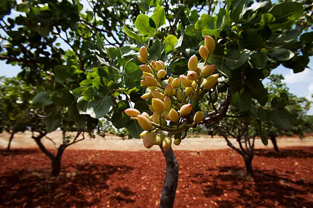 Istockphoto 467236913 612x612 1