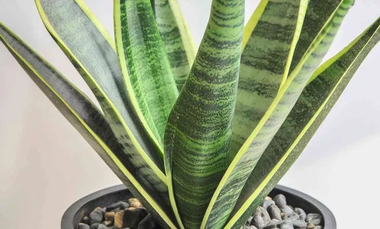 Sanseviyeriya Doglyad U Domashnih Umovah Vydy Rozmnozhennya