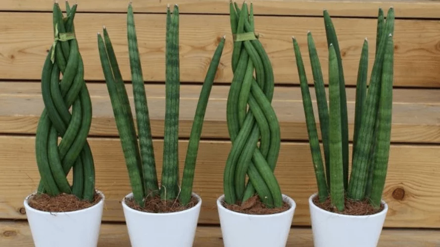 Sanseviyeriya Riznomanitnist Sortiv Ta Vpliv Na Interyer