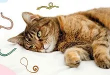 Glisty U Kotov Kak Opredelit I Vylechit 149