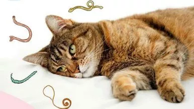 Glisty U Kotov Kak Opredelit I Vylechit 149