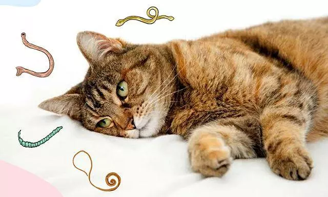 Glisty U Kotov Kak Opredelit I Vylechit 149