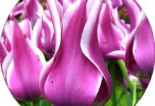 Liliopodibni