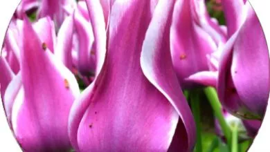 Liliopodibni