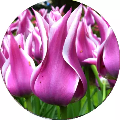 Liliopodibni